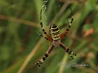 Spinnen [Araneae]